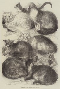 Chats primés à l